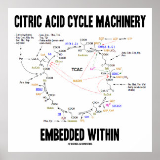 Póster Maquinaria para el ciclo del ácido cítrico integra