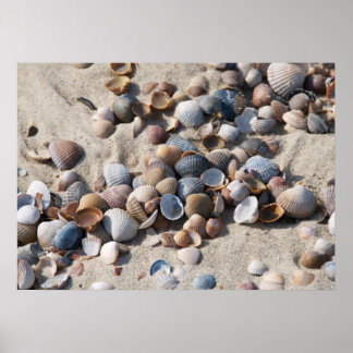 Póster Mar - concha