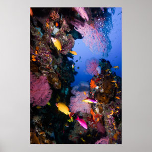 Póster Mar de coral - pescados y filón tropicales -
