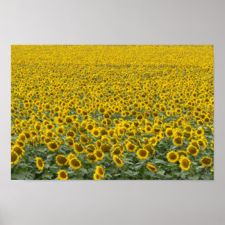 Póster Mar de girasoles