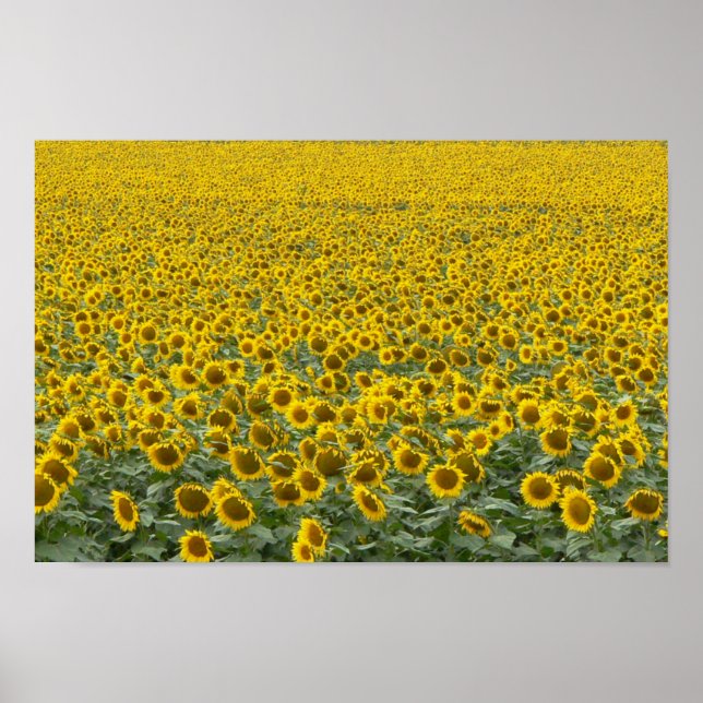Póster Mar de girasoles (Frente)