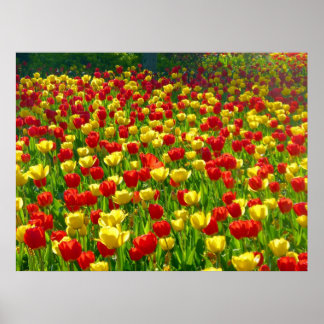 Póster Mar de Tulipanes