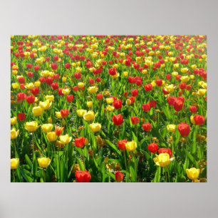 Póster Mar de Tulipanes II