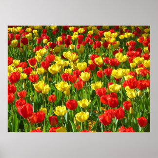 Póster Mar de Tulipanes III