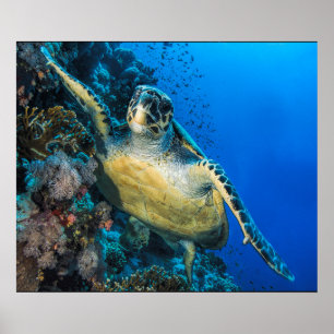 Póster Mar Rojo de la tortuga de mar verde el  