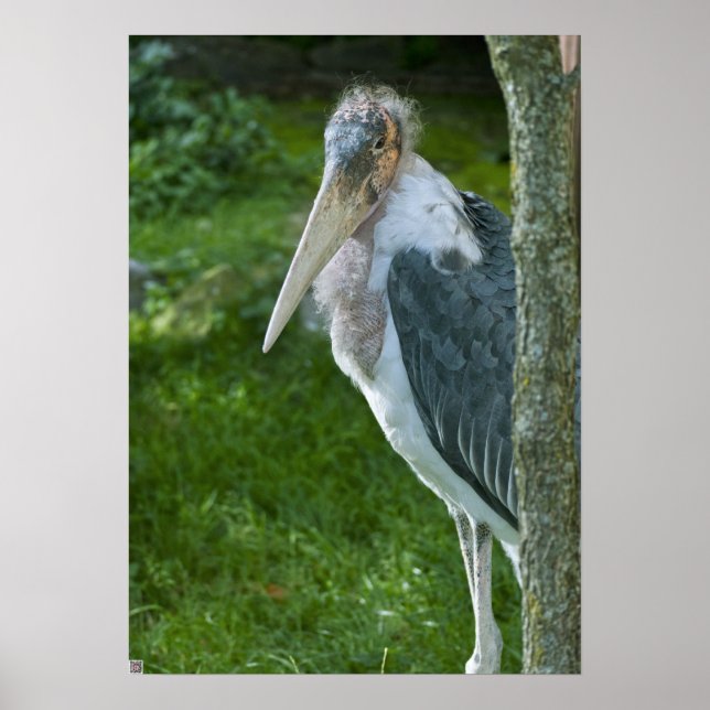 Póster Marabou (Frente)