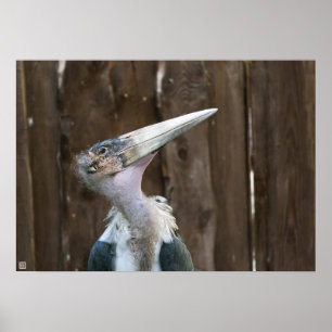 Póster Marabou Stork