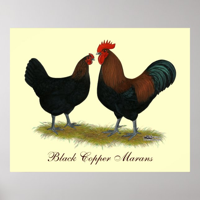 Póster Marans Black Copper (Frente)