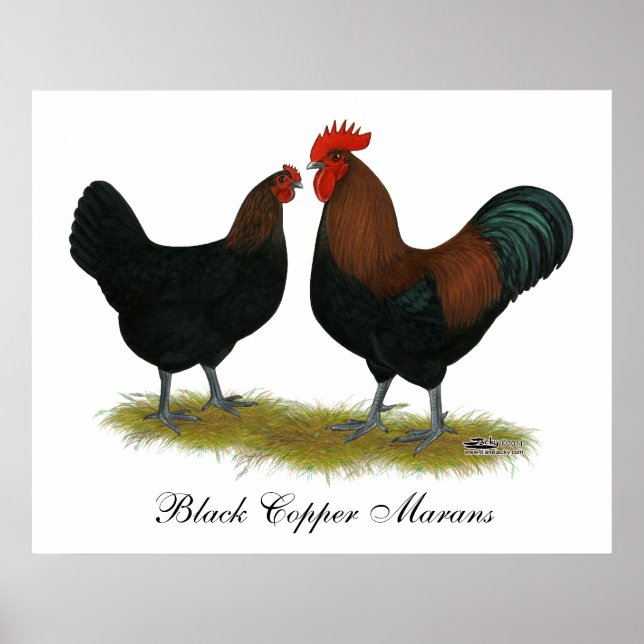 Póster Marans Black Copper (Frente)