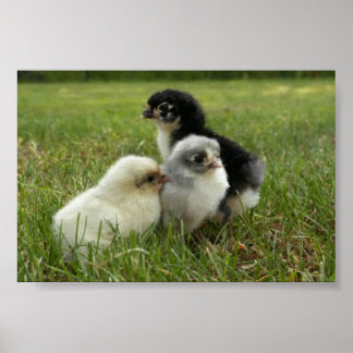 Póster Marans Chicks