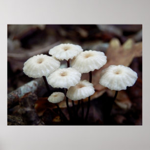 Póster Marasmius rotula Mushroom Poster