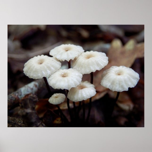 Póster Marasmius rotula Mushroom Poster (Frente)