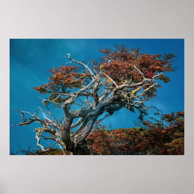 Póster Maravillas botánicas de Argentina (Frente)