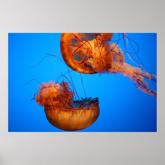 Póster Maravillas de la naturaleza (Frente)