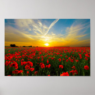 Póster Maravilloso Poppy Field Sunset Horizon
