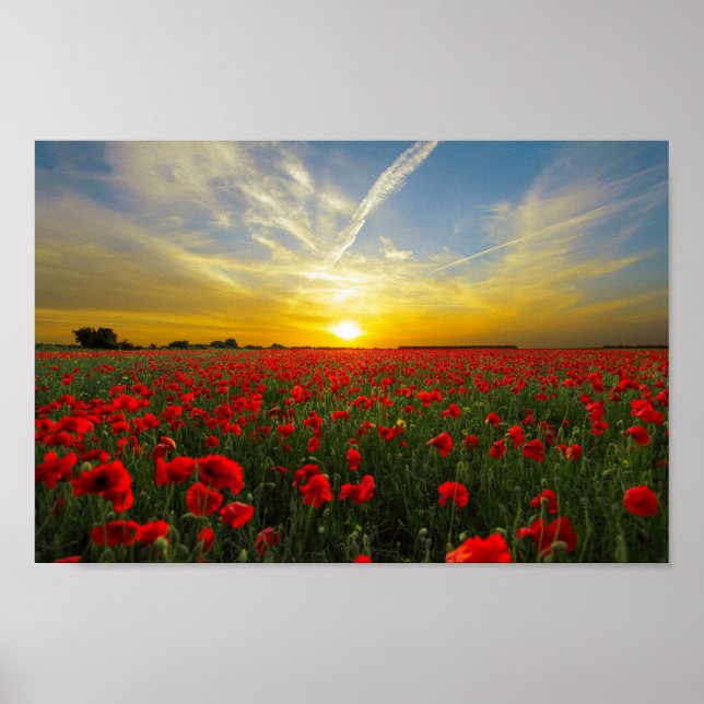 Póster Maravilloso Poppy Field Sunset Horizon (Frente)