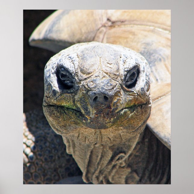 Póster ¡Maravilloso Poster de Tortuga! (Frente)