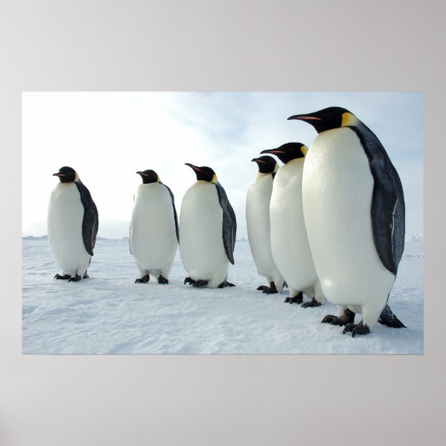 Póster March of the Penguins (Frente)