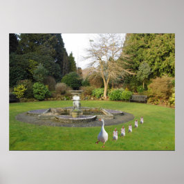 Póster Marcha de gansos y gallos