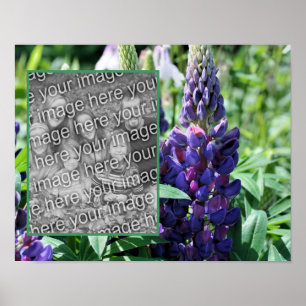 Póster Marco Purple Lupine Flower Add Your Photo
