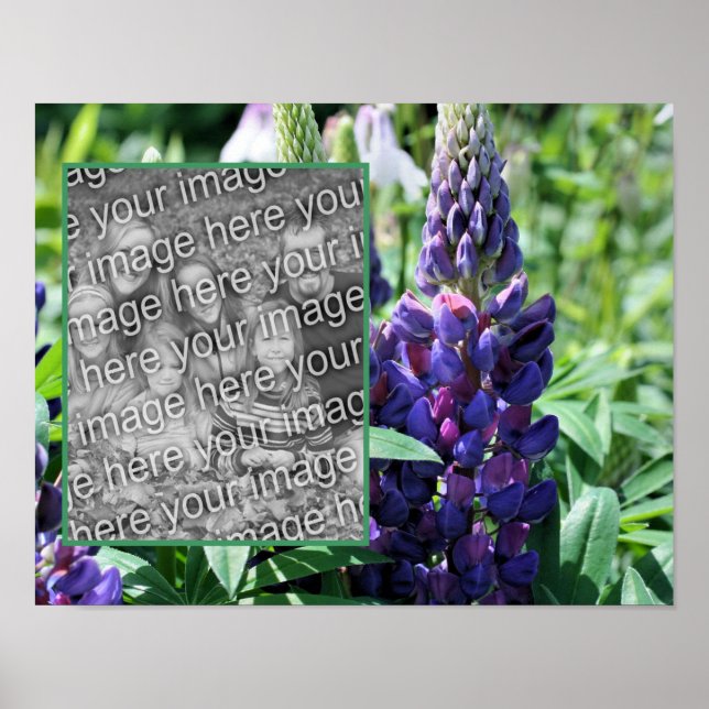 Póster Marco Purple Lupine Flower Add Your Photo (Frente)
