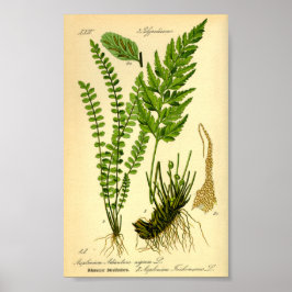 Póster Mardenhair Spleenwort (trichomanes de aluminio)
