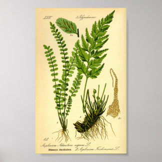 Póster Mardenhair Spleenwort (trichomanes de aluminio)