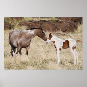 Póster Mare con Colt