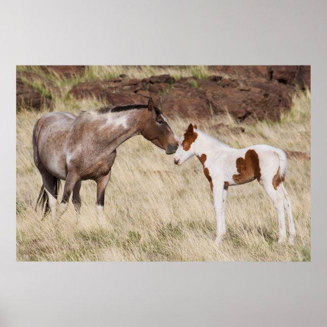Póster Mare con Colt (Frente)