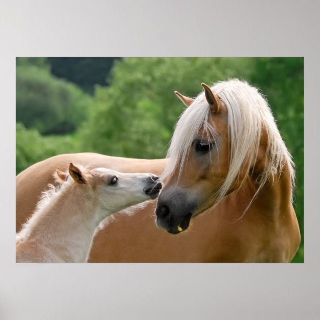 Póster Mare de Haflinger y adormecimiento foliar (Frente)