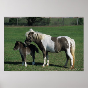 Póster Mare & Foal Standing en miniatura