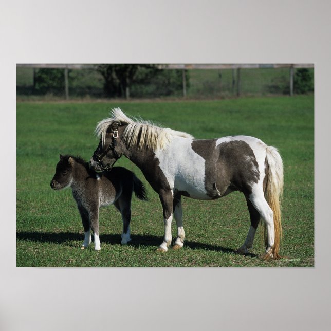 Póster Mare & Foal Standing en miniatura (Frente)
