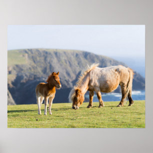 Póster Mare with Foal, Shetland islands, Scotland