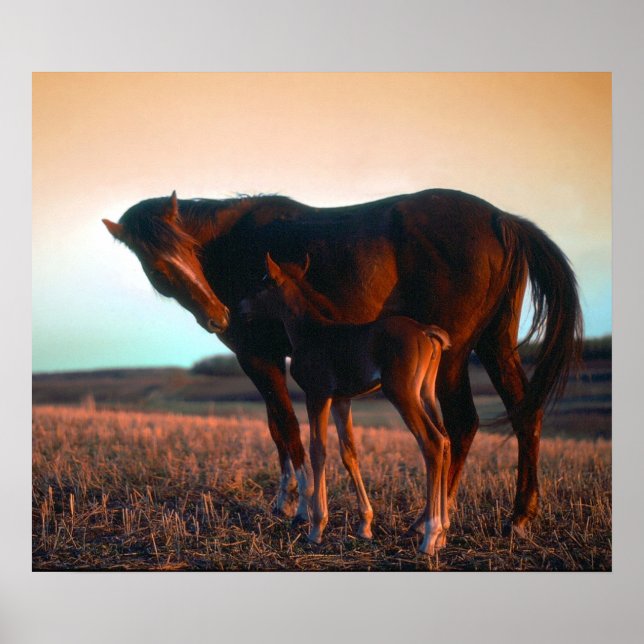 Póster Mare y Colt (Frente)