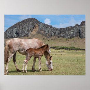 Póster Mare y Colt en el cráter volcánico de Rano Raraku