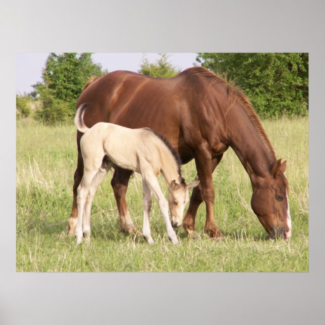 Póster Mare y Foal (Frente)