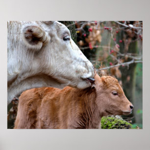 Póster Maremmana Vaca Licando Oído De Lágrima