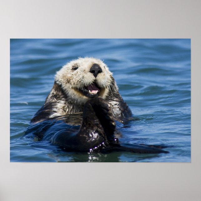 Póster Mares de California (Otter Enhydra lutris) (Frente)