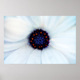 Póster Margarita africana