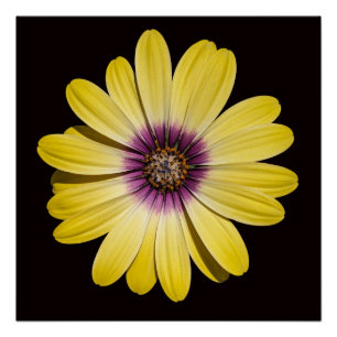 Póster Margarita Africana Amarilla sobre Floral Negro