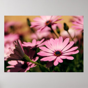 Póster Margarita Africana Morada