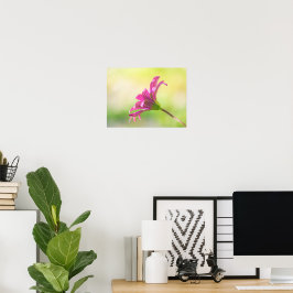 Póster Margarita Africana Rosa Etérea