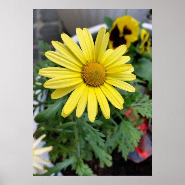 Póster margarita amarilla (Frente)