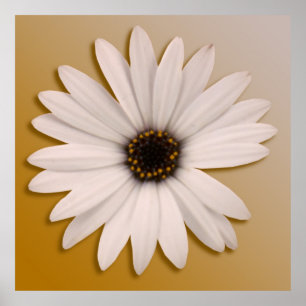 Póster Margarita blanca