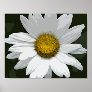 Póster Margarita Blanca Sencilla