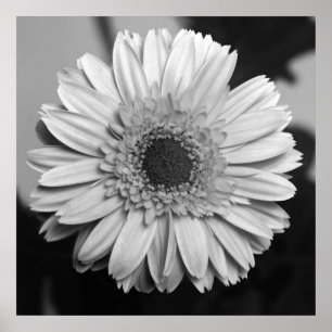 Póster Margarita del Gerbera