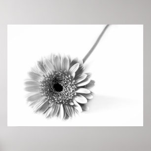 Póster Margarita Gerbera
