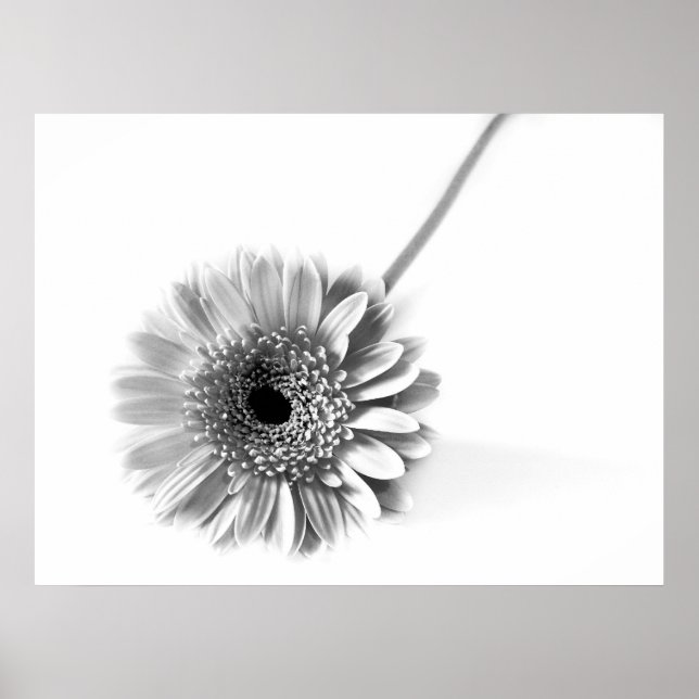 Póster Margarita Gerbera (Frente)