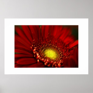 Póster Margarita roja del Gerbera