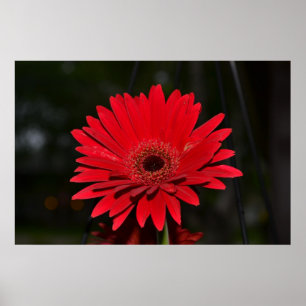 Póster Margarita roja del Gerbera